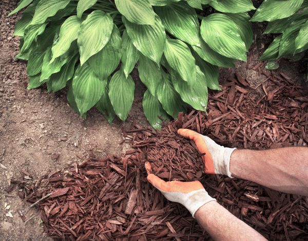 Shredded Mulch Service in Rockford