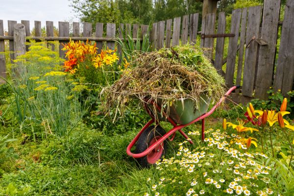 Garden Cleanup Service in Rockford