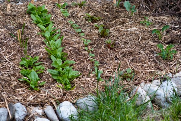 Mulch Service in Rockford