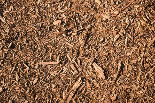 Wood Chips Removal in Rockford