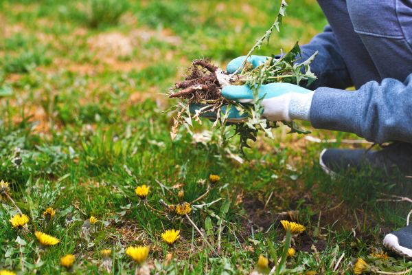 Flower Bed Clearing in Rockford