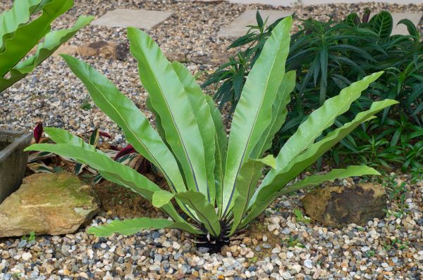 Pea Gravel Installation in Rockford