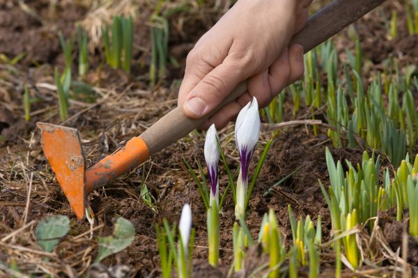 Flower Garden Weeding in Rockford
