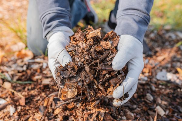 Shredded Mulch Installation in Rockford