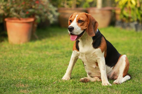 Dog Friendly Landscaping in Rockford