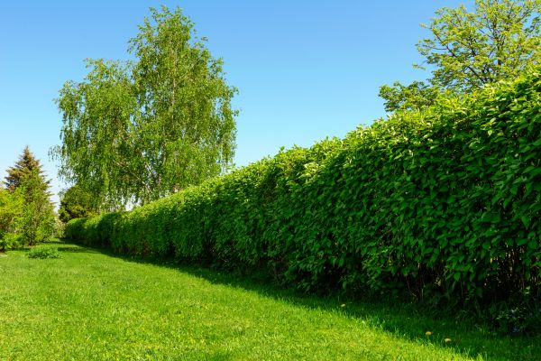 Hedge Replacement in Rockford