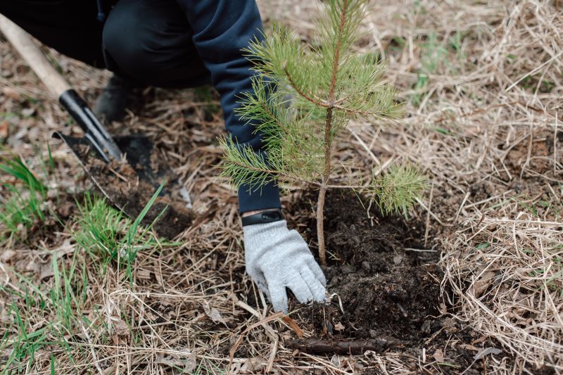Maple Tree Planting